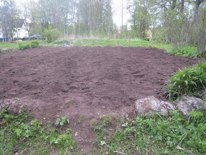 Nyplöjd jordyta för potatisodling med stenar och grönska runtomkring.