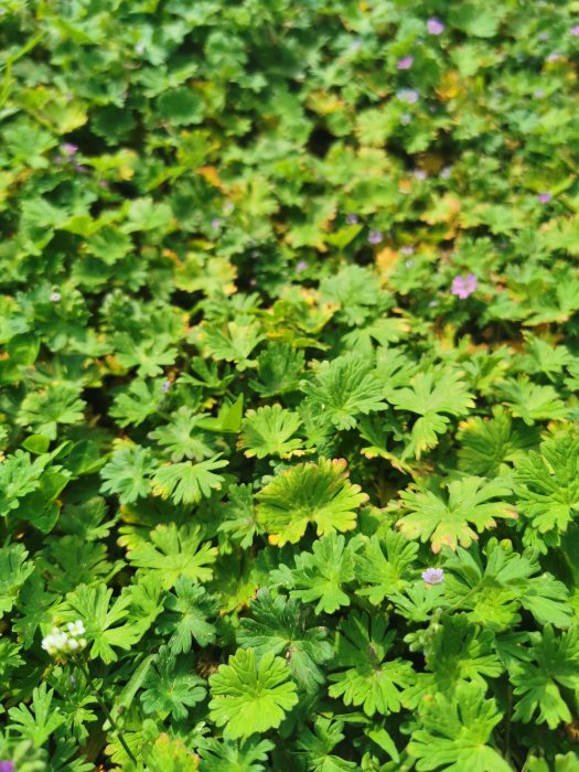 Närbild av gröna nävablad med små lila blommor som kan vara föremål för trädgårdsvård.