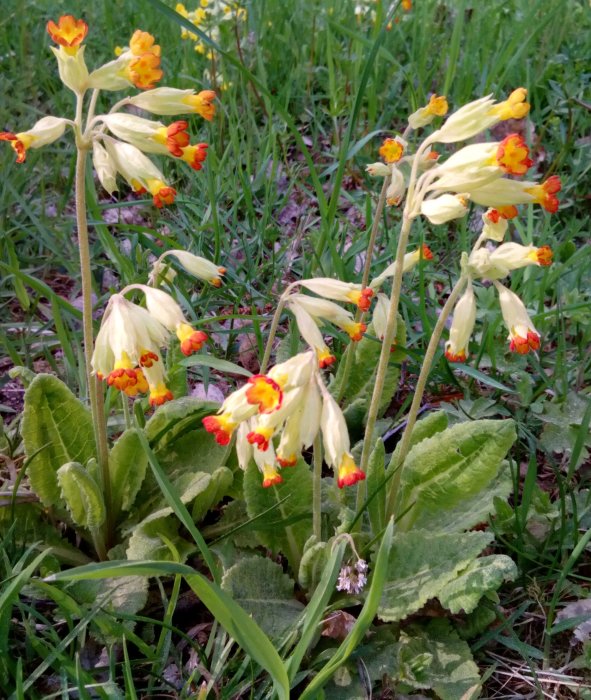 Färgglada vårblommor med gula kronblad och orange markeringar i grönskande gräsmark.