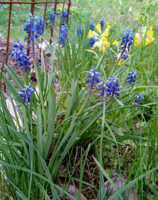 Vårliga blå och gula blommor som lyser upp i en trädgård.