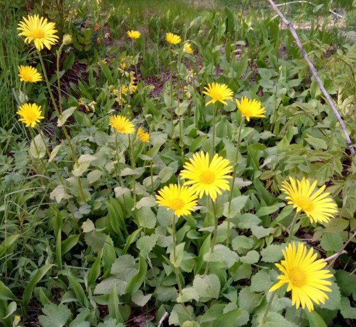 Färgglada gula blommor blommar bland gröna blad, ett tecken på vårens ankomst.