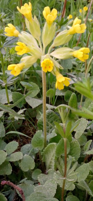 Gul vårblomma med flera kronblad och gröna blad mot en gräsbakgrund.