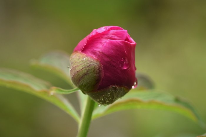 Knopp av bergspion 'Paeonia officinalis ssp banatica' med lila blad och vattendroppar.