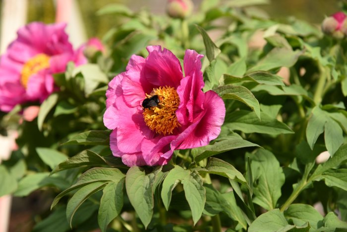 Rosa Paeonia officinalis ssp banatica, bergspion, med humla på gul mitt.