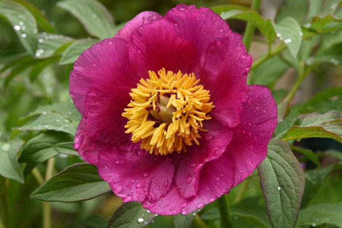 Närbild av en rosa Paeonia officinalis ssp banatica (bergspion) med daggdroppar på bladen.