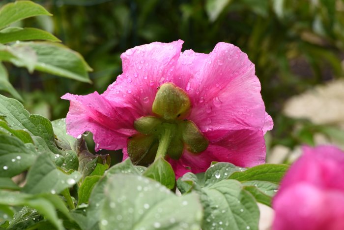 Närbild på en rosa Paeonia officinalis ssp banatica (bergspion) med vattendroppar på bladen.