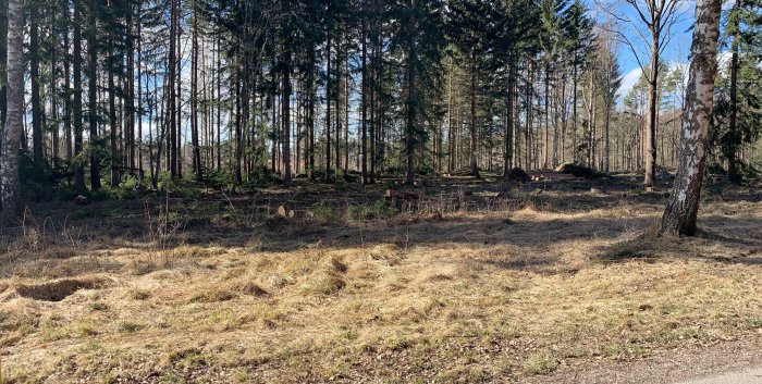 Skog med nyligen avverkad yta och utspridda trädstammar och grenar på marken.