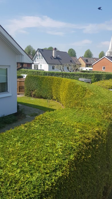 Nyligen trimmad häck framför ett hus med tydliga raka linjer i en trädgård.