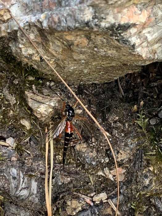 Insekt med långa antenner och svart-röd kropp på skogsmark.