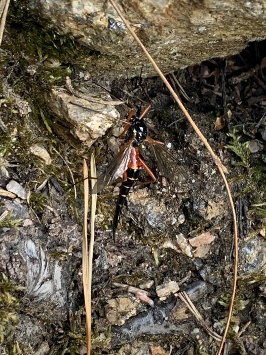 Insekt med svart och orange markering vilar på skogsbottnen, omgiven av sten och löv.