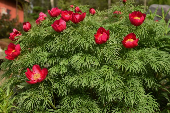 Tät och kompakt dillpion med finklippa blad och röda blommor.