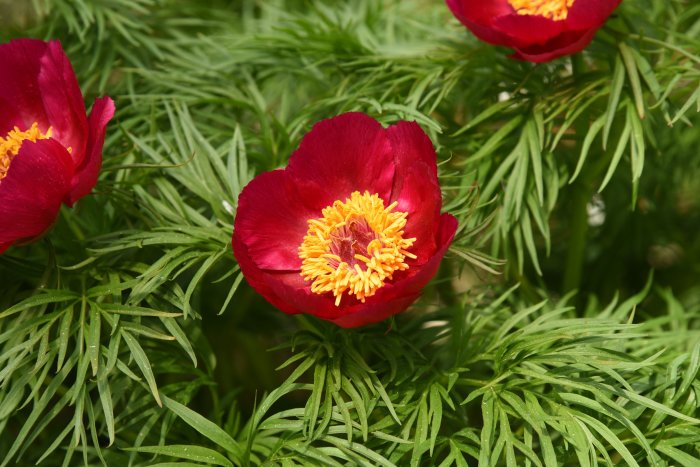 Dillpion (Paeonia tenuifolia) med röda blommor och finklyftiga gröna blad.