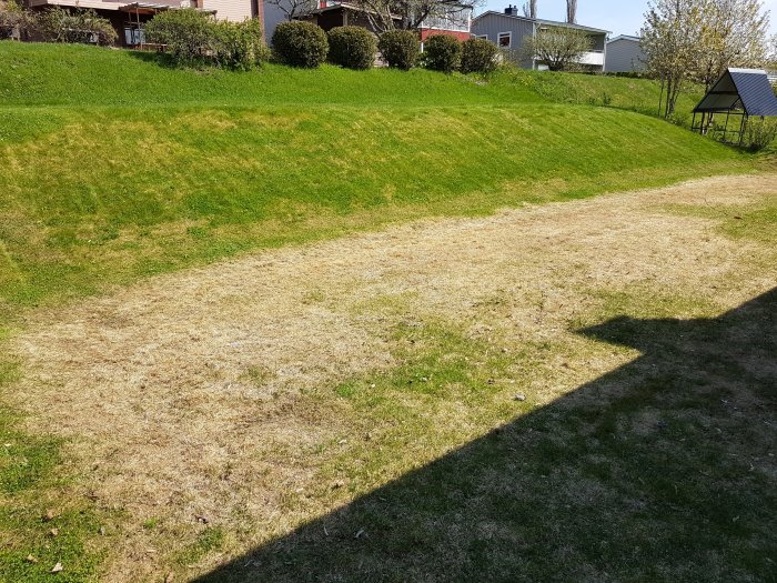 Gräsmatta med skadade, gula delar efter vattenansamling och en friskare, grön del på slänten.