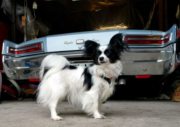 En svart-vit hund framför en Chrysler New Yorker i ett garage.