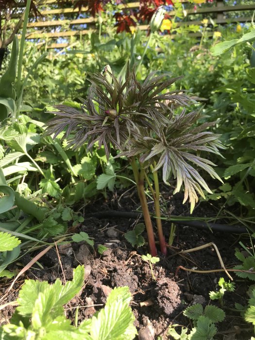 Ung planta med flerflikiga blad och en knopp på röd stjälk i en trädgård.