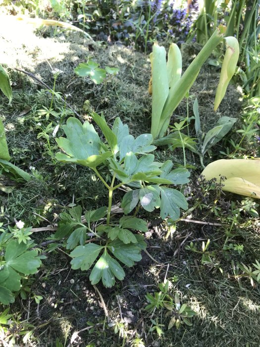 Paeonia-plantor i trädgård, en med obovatblad misstänkt vara Paeonia obovata, behöver omplanteras.