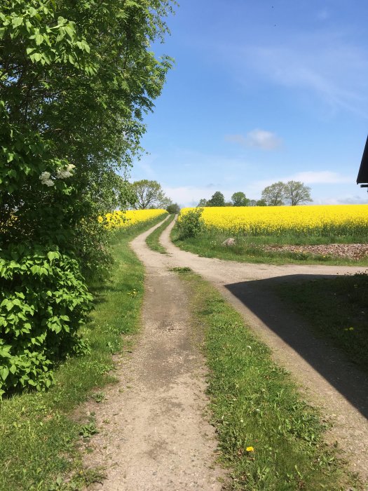 Landsväg omgiven av grönska och ett blommande rapsfält under en klarblå himmel.