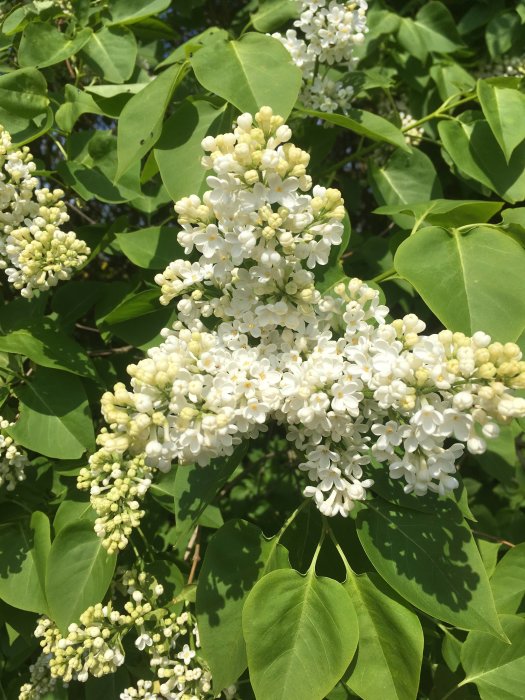 Halvt utslagna vita syrener med gröna blad mot en klar himmel.