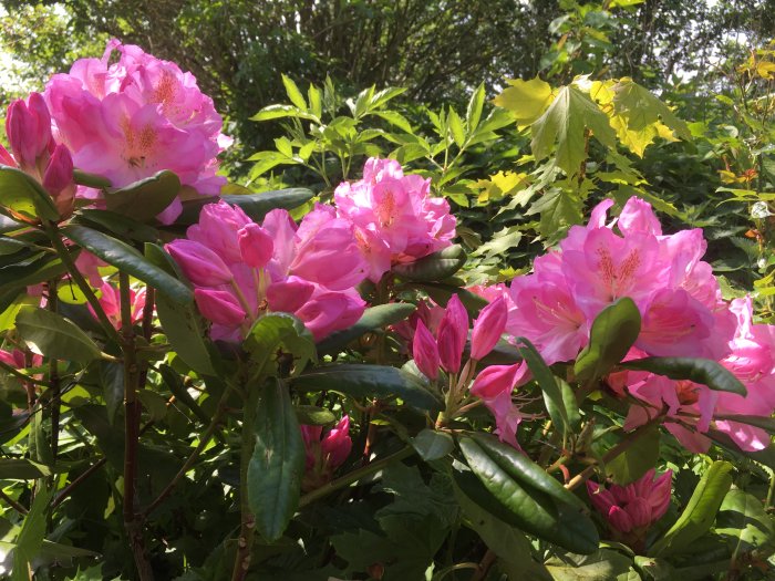 Överdådigt blommande rosa rododendron med knoppar och gröna blad i solljus.