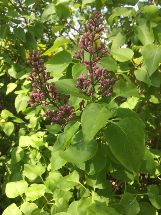 Halvt blommande knoppar på en lila syrenbuske mot grönt lövverk i dagsljus.