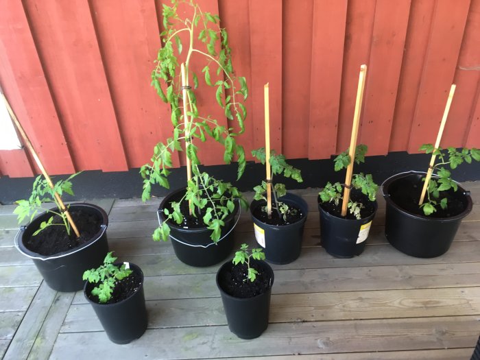 Fem tomatplantor i svarta krukor på en träveranda med röd väggbakgrund.