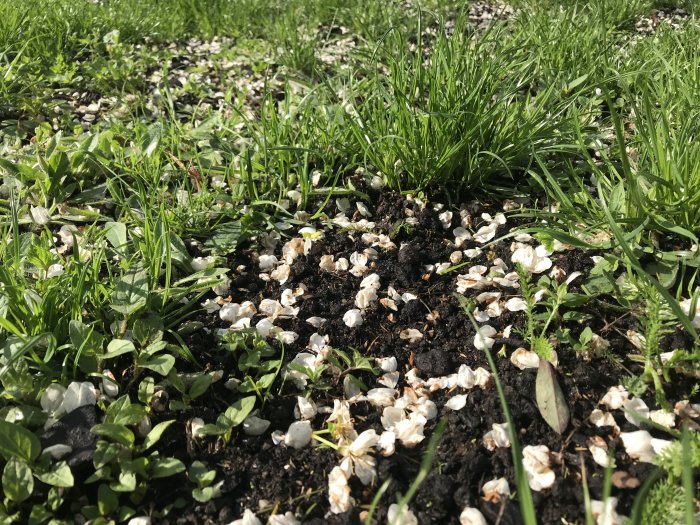 Nytoppdrasserad gräsmatta med synlig Gödning och späda växande gräs omringade av högre gräs.