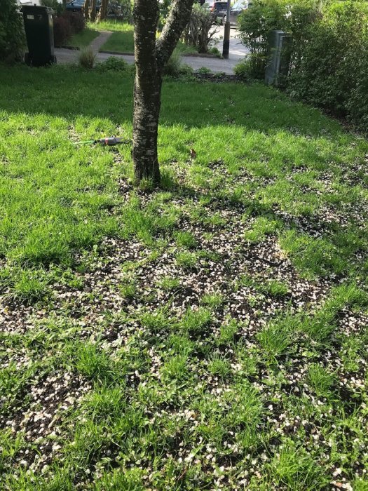 Gräsmatta som toppdressats runt ett körsbärsträd, med gräs och nyutspridda dressjordklumpar synliga.