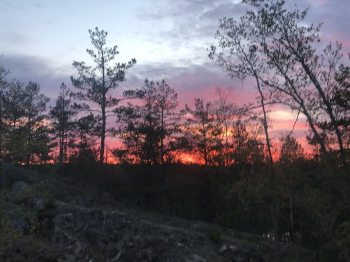 Skogssilhuett mot en dramatisk solnedgångshimmel i rosa och orange nyanser.