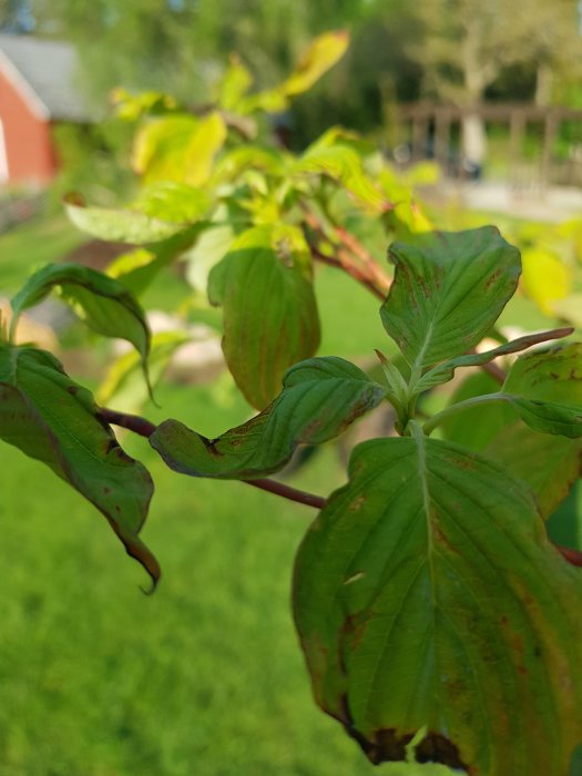 Närbild på nyplanterat träd med problematiska blad, visar tecken på vissnande och missfärgning.