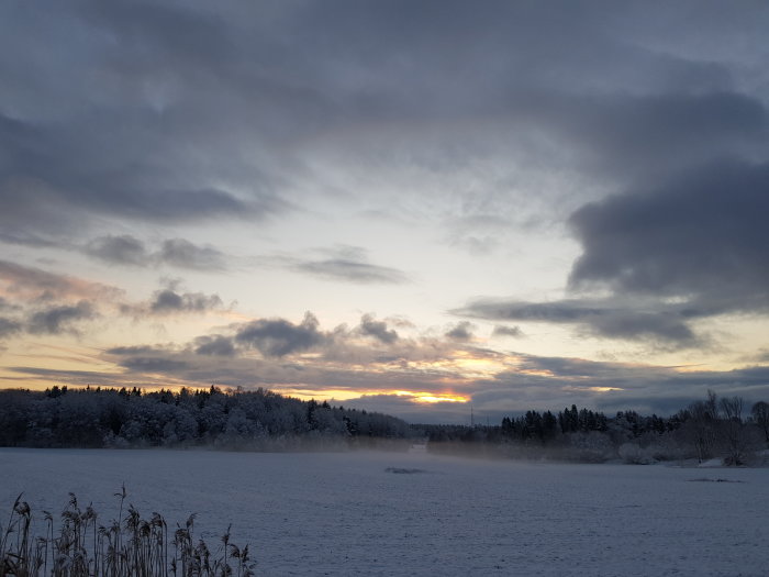 Vinterlandskap vid solnedgång med snötäckt mark och frostiga träd i Åkersberga.