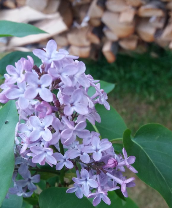 Närbild på lila syrenblommor med gröna löv framför en suddig bakgrund av vedtravar.