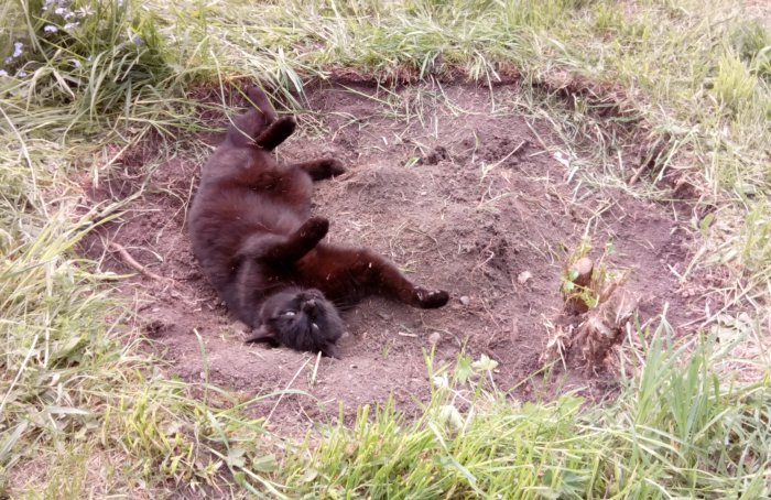 Svart katt som ligger upp och ner i en grävd jordgrop omgiven av grönt gräs.