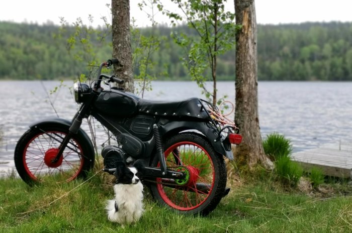 Motorcykel parkerad vid sjö med en liten hund sittande bredvid på gräset.