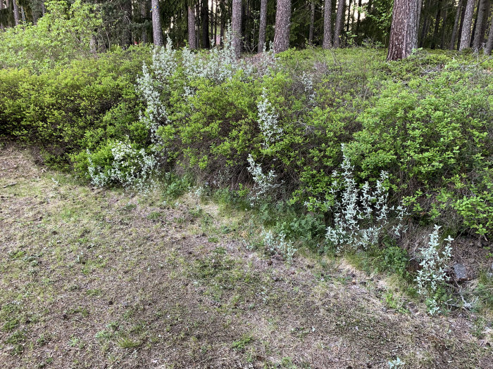 Buske med silvriga blad bland annan grönska möjligen en "Silverbuske", vildvuxet område i en trädgård.