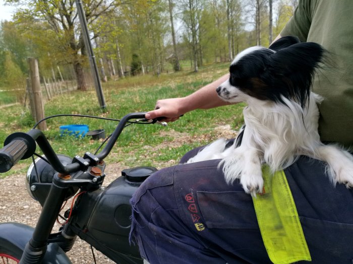 Hund sitter på förarens knä på en parkerad motorcykel utomhus.