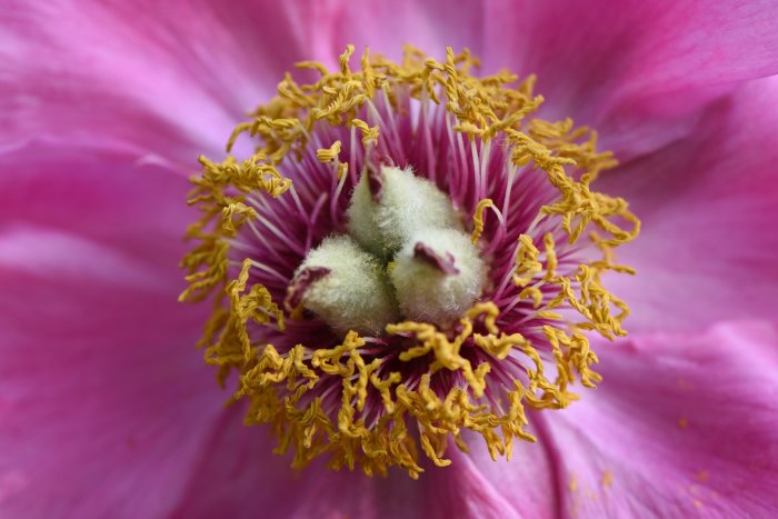 Närbild av en bergpions blomma som tappar kronblad med synliga fröknoppar omgivna av gula ståndare.