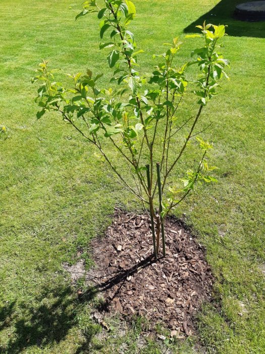 Unge plommonträd med många grenar i grästrädgård med barktäckt rotområde, behov av beskärning.