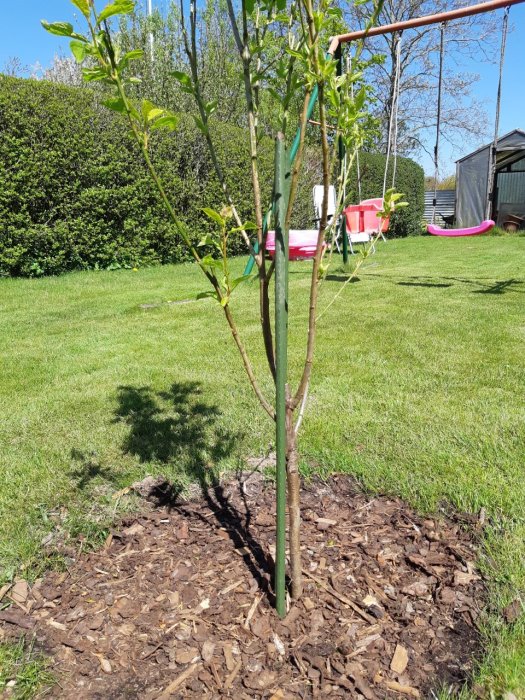 Ungt plommonträd med många grenar i trädgård, behöver beskärningstips.