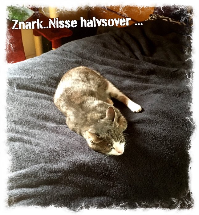 Katt som sover lugnt på en blå filt med texten "Znark...Nisse halvsover ...