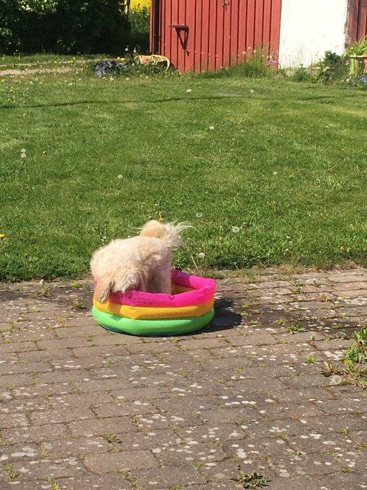 Hund i liten färgglad uppblåsbar pool på en gräsmatta