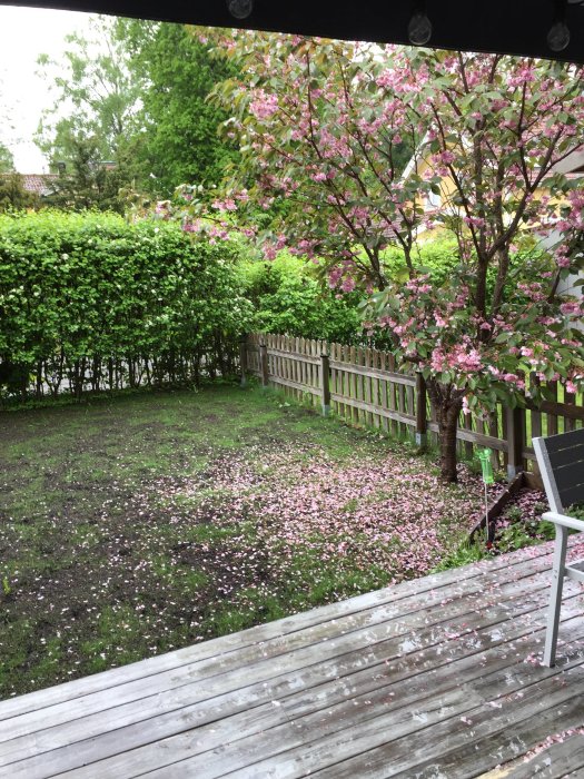 Trädgård med fläckvis gräs, körsbärsblommor på marken och blommande körsbärsträd.