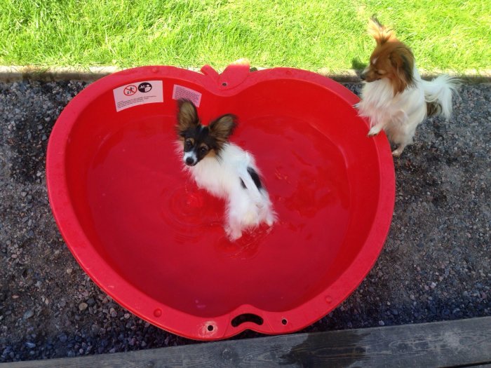 Två små hundar vid och i en stor röd hundpool på en solig dag.