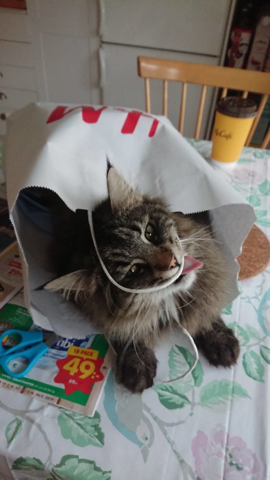 Långhårig katt med huvudet genom en söndersliten vit papperskasse, sitter på ett bord.