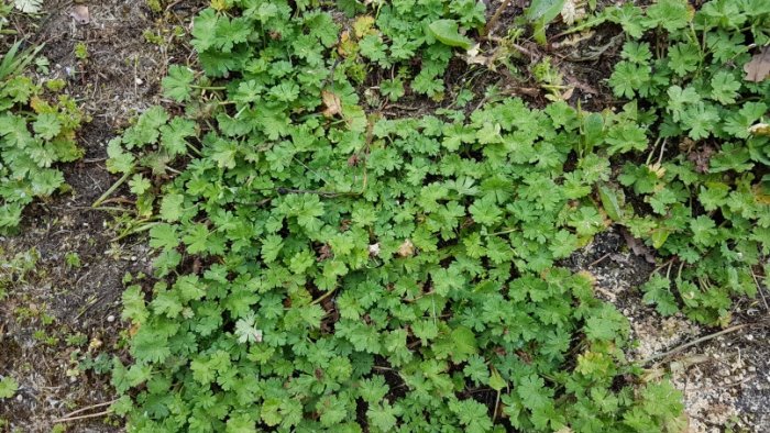 Ojämn gräsmatta i Roslagen ersatt av en expansiv grön växt med små lövverk och utspridda döda växtdelar.