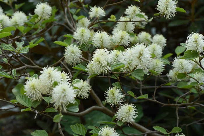 Flera vita blommor på en Fothergilla major, även känd som stor häxal, med gröna blad i bakgrunden.