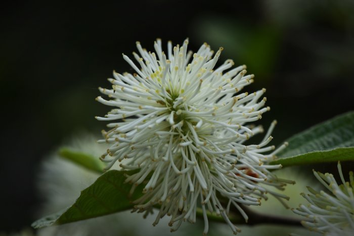 Närbild av en Fothergilla major blomma, vit häxal med utstående ståndare.