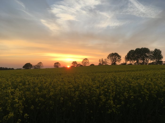 Solnedgång över ett fält med gula blommor och silhuetter av träd mot en himmel med mjuka moln.