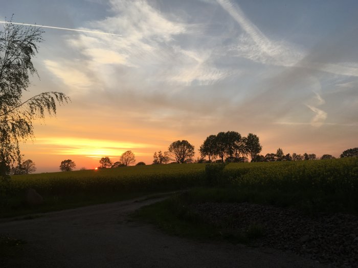 Solnedgång över ett landskap med silhuetter av träd och ett blommande fält, med en dramatisk himmel.