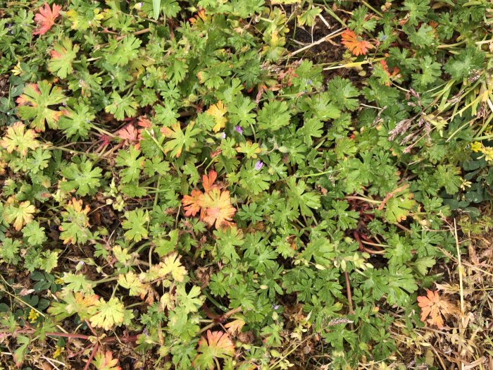 Olika växter på marken, inklusive gröna blad och några höstfärgade, samt små lila blommor.