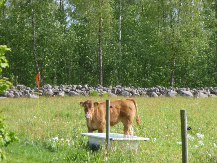 En kalv dricker vatten ur ett badkar på en äng med stenmur och skog i bakgrunden.